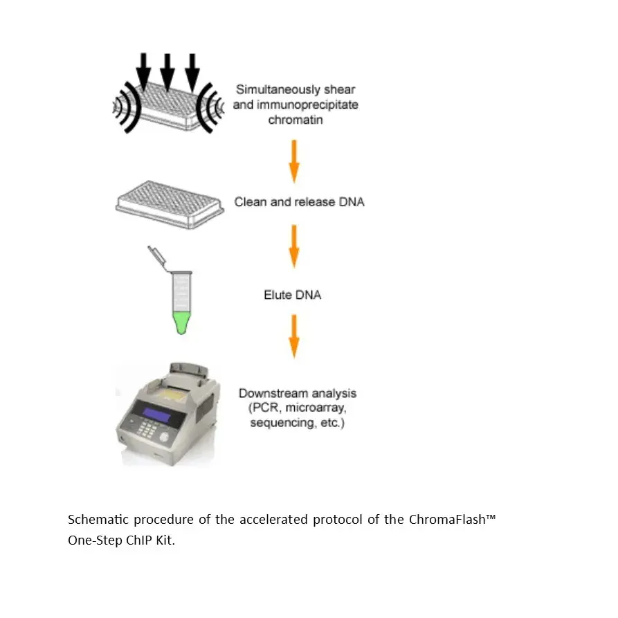 [GEN-P-2025-96] ChromaFlash one-Step ChIP Kit (96 reactions)